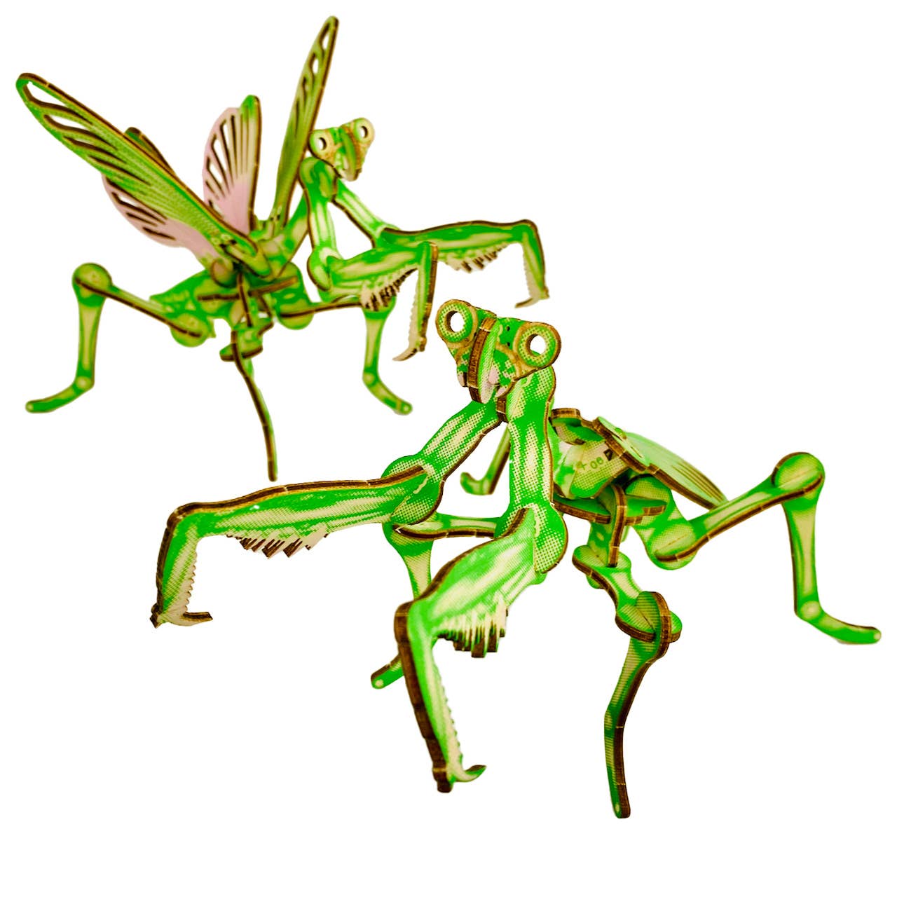 Arthropoda: Umbrella Mantis