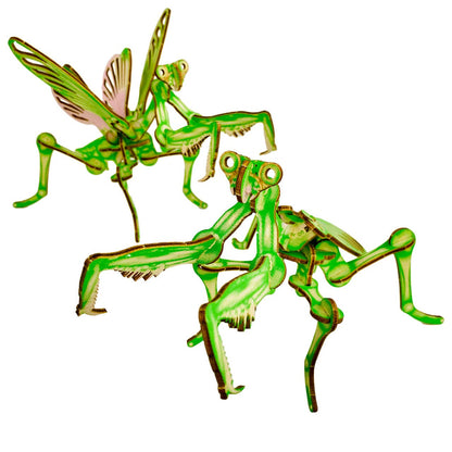 Arthropoda: Umbrella Mantis
