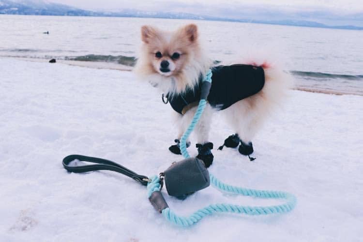 PoisePup - LEASH - DESERT MINT