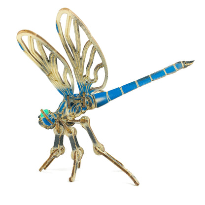 Arthropoda: Dragonfly