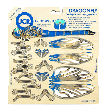 Arthropoda: Dragonfly