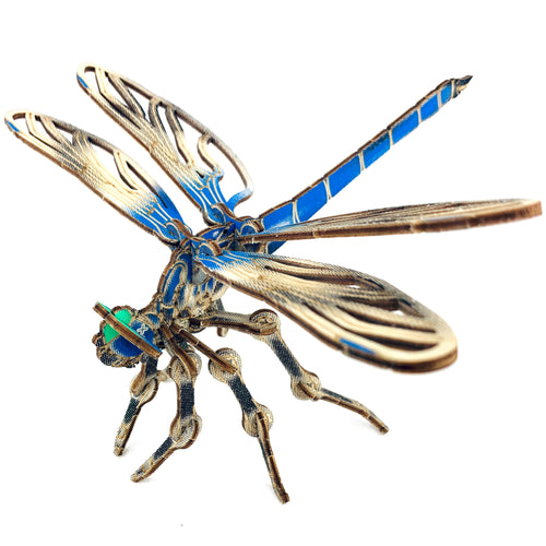 Arthropoda: Dragonfly