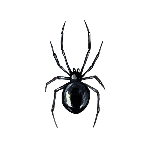 Black Widow Tattoo Pair
