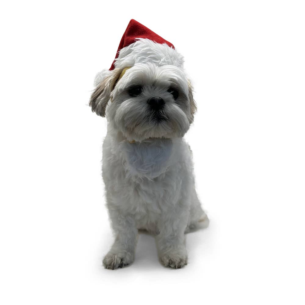 Dogo Pet - Santa Hat: L