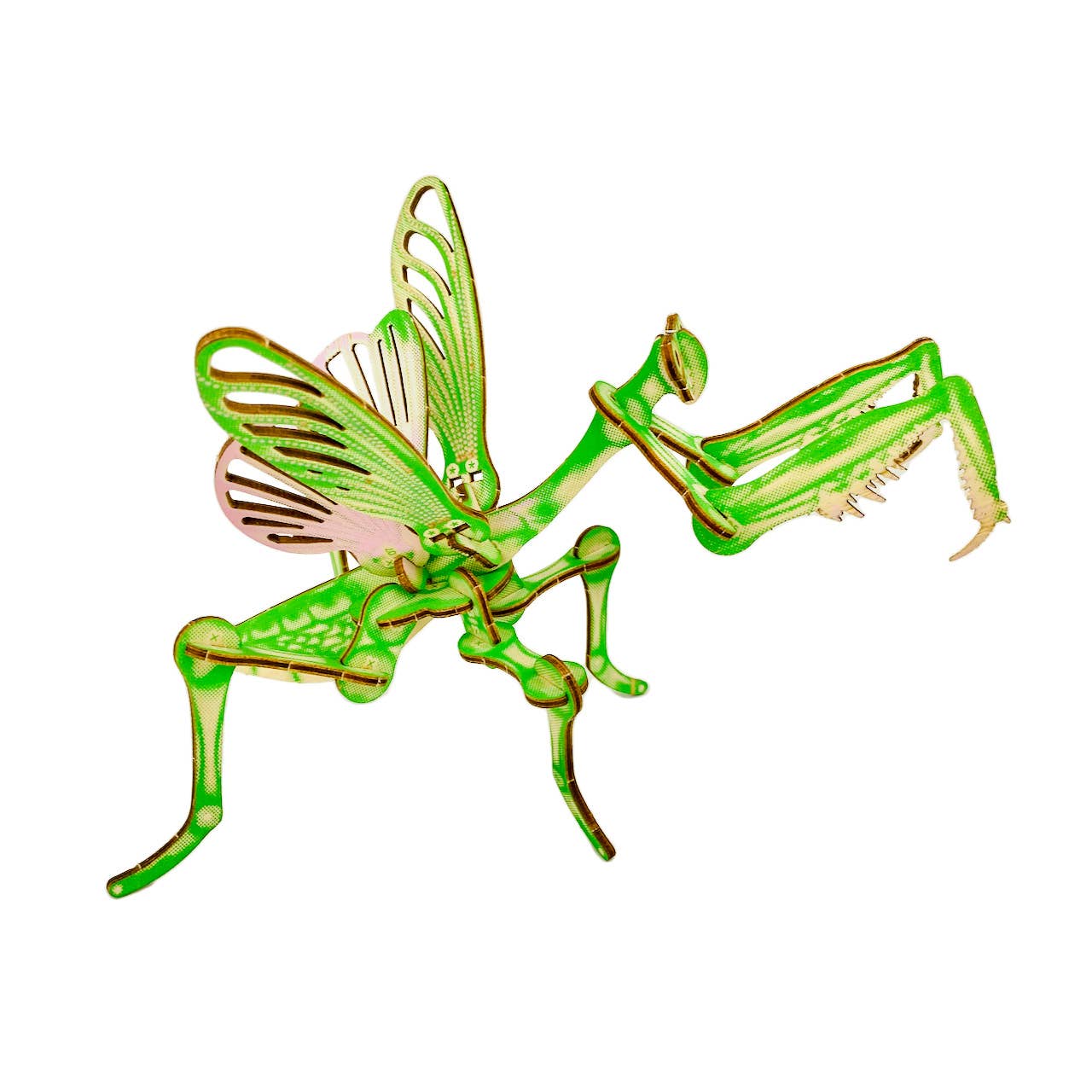 Arthropoda: Umbrella Mantis