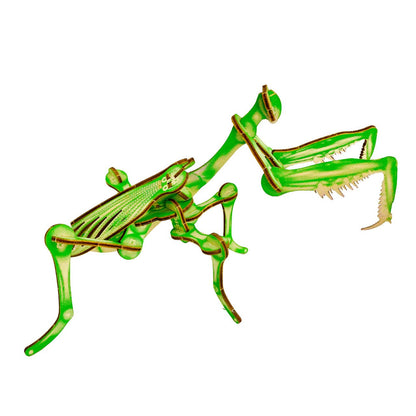 Arthropoda: Umbrella Mantis