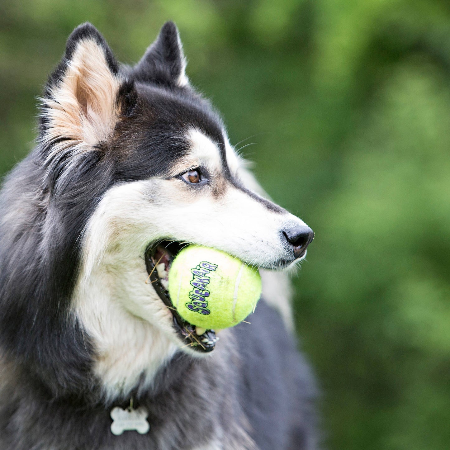Pet Palette Distribution - KONG® SqueakAir® Balls Dog Fetch Toy XS