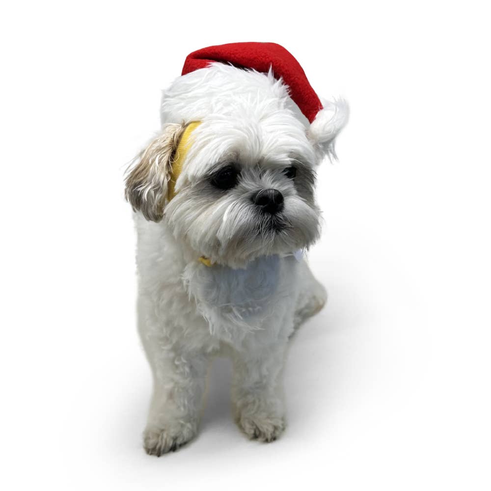 Dogo Pet - Santa Hat: L